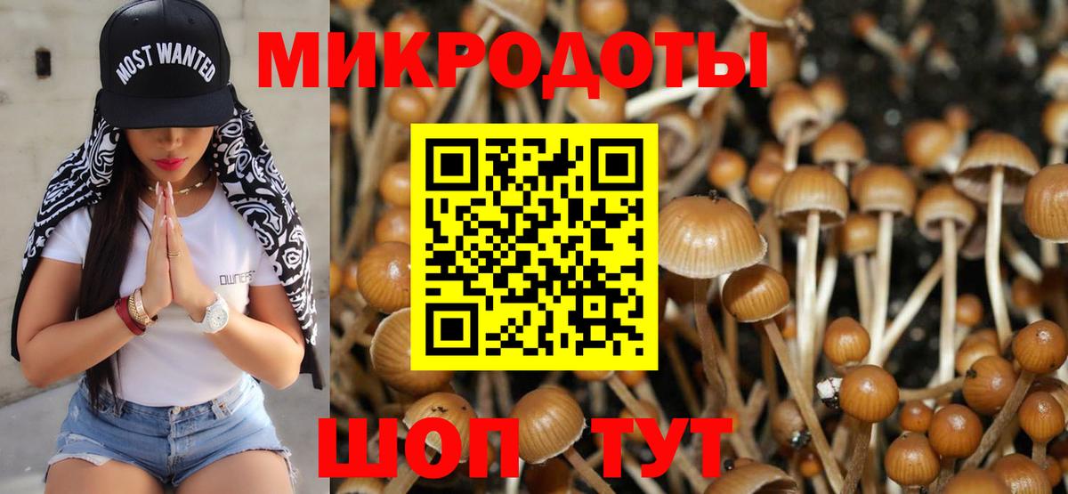 Псилоцибиновые грибы Cubensis Сосновоборск