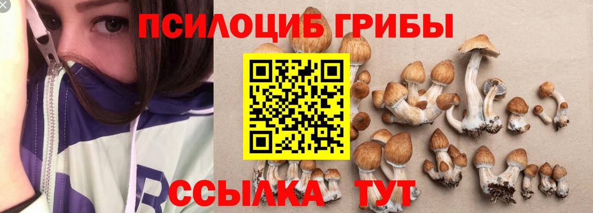 Сосновоборск  Галлюциногенные грибы Cubensis  Вход с VPN 
